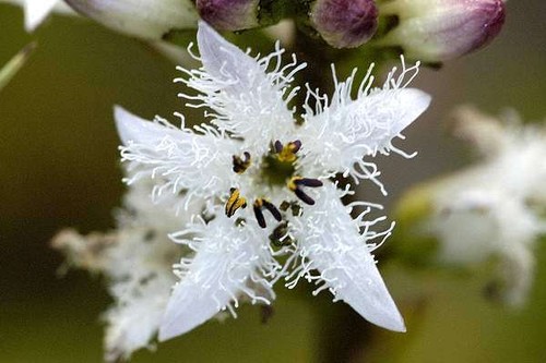 Menyanthes trifoliata