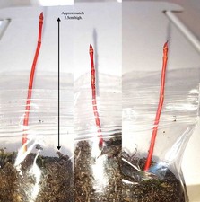 3 x Japanese Maple Acer Coral