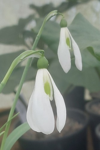 Galanthus elsa grollenberg - elsa,