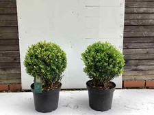 Pair Large Real topiary  Box