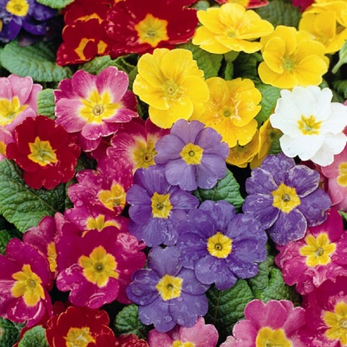 Polyanthus pacific giants - polyanthus,