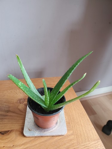 Aloe vera plant - aloe, approx