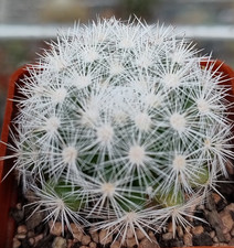 Cactus, Mammillaria candida 3cm