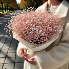 2000 Seeds/Pack Gypsophila