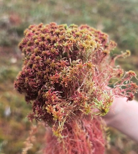 Live sphagnum moss from - sphagnum,