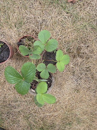 White strawberry plants in - strawberry,