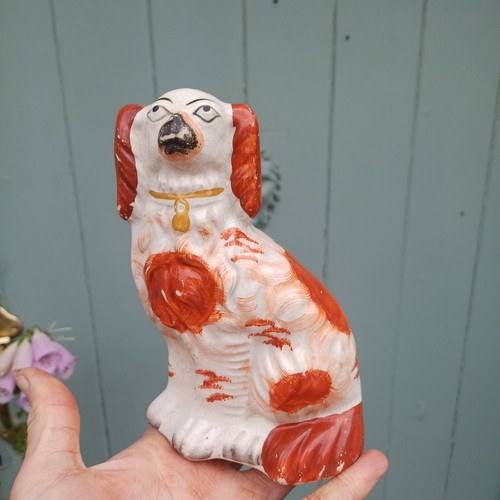 Staffordshire spaniel wally - /,
