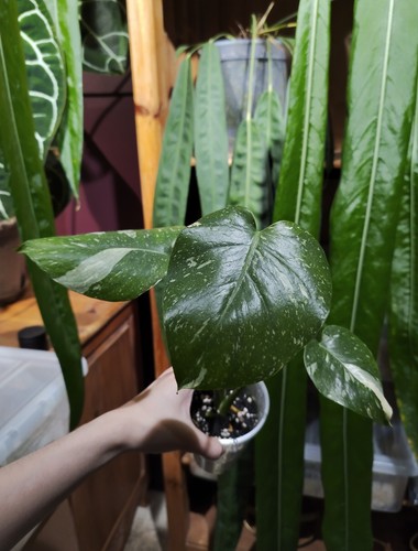 Monstera thai constellation - monstera,