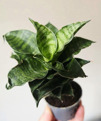 Sansevieria mahanakorn pot6 - pot6, cm