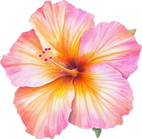 Watercolour flower rose wall - watercolour,