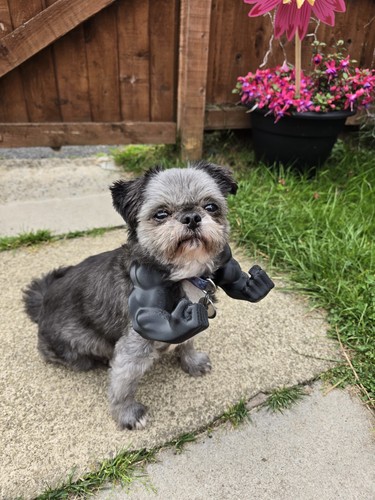 Pet hulk arms costume - pet, "hulk"