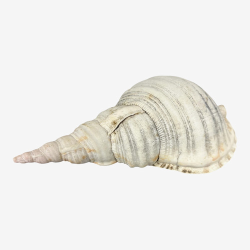Giant trumpet shell - shell, inches