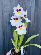Miltoniopsis (Pansy Orchid) IN