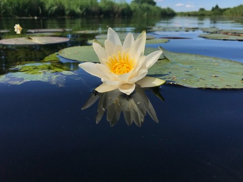 Nymphaea pygmaea helvola - 'pygmaea, helvola'