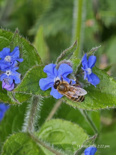 Green alkanet roots 5 - , x