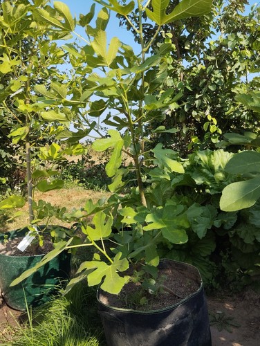 Brown turkey fig - turkey,