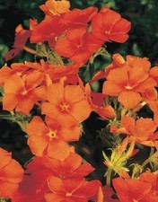 Phlox paniculata Orange