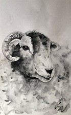 Herdwick Sheep: Original