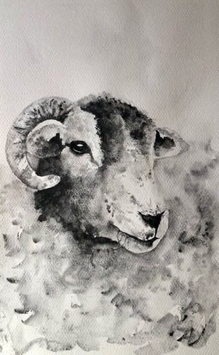Herdwick sheep original - sheep:,