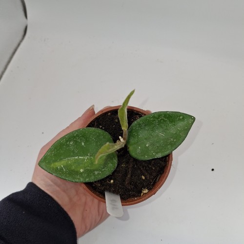 Hoya carnosa tricolor - hoya, ‘tricolor’