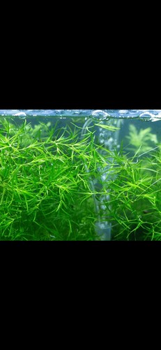 Guppy grass large portion - ,