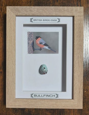 Framed British Birds Eggs
