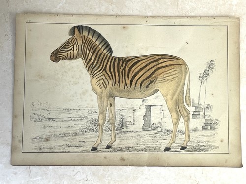 Antique book engraving - engraving, hand