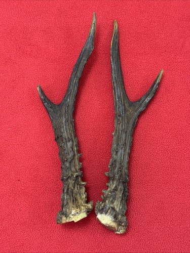 Pair roe deer - of, antlers