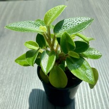 Peperomia Pixie Lime |