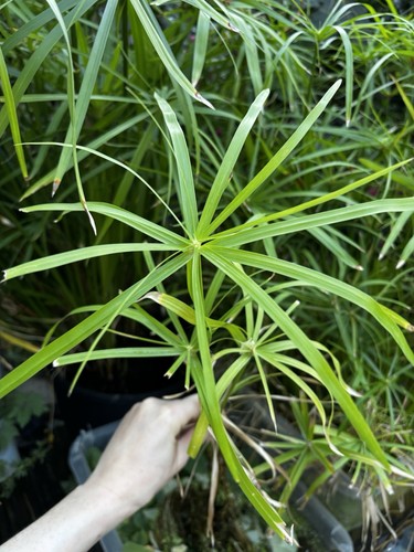 Umbrella grass cyperus - umbrella,