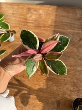 Hoya Flamingo Dream Plant