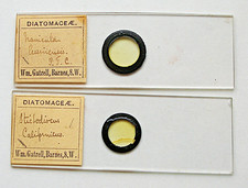 Pair ANTIQUE  Wm. GATRELL  MICROSCOPE SLIDES,    DIATOM  GROUPS