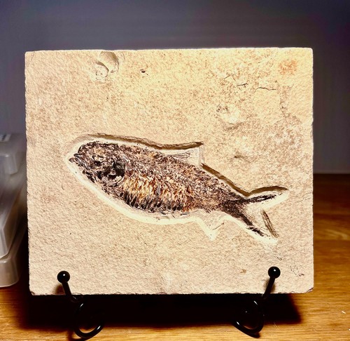 Fossil fish matrix - on, circa