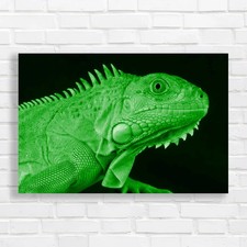 Exquisite Iguana Lizard A