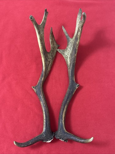 Pair fallow deer antler - fallow,