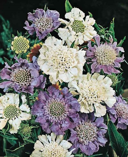 Scabiosa caucasica house s - caucasica, house's