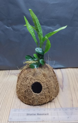 Anubias nana petite java - nana, fern