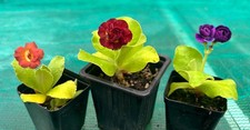 Primula auricula named - x,