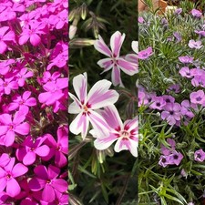Alpine pack phlox mixed - alpine,