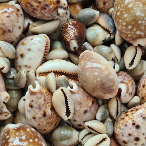 Mixed cowrie cowry shells - mixed,