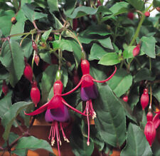 Fuchsia 'Mrs Popple' Plug Plant x 4. Hardy shrub, scarlet and purple flowers.