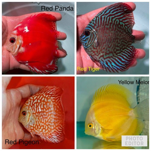 Pack discus fish 75 - of, 3.75”