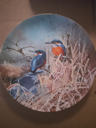 Kingfisher dawn david - kingfisher,