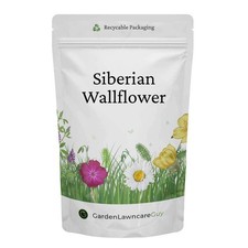 Siberian WallFlower Seeds -