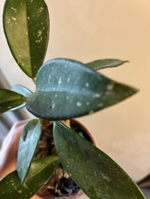 Hoya Carnosa I Think In Pot