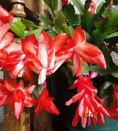 Schlumbergera christmas cactus - schlumbergera,