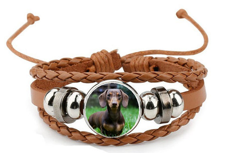 Miniature dachshund dog brown - dachshund,