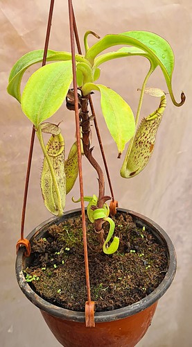 Nepenthes spectabilis - nepenthes,