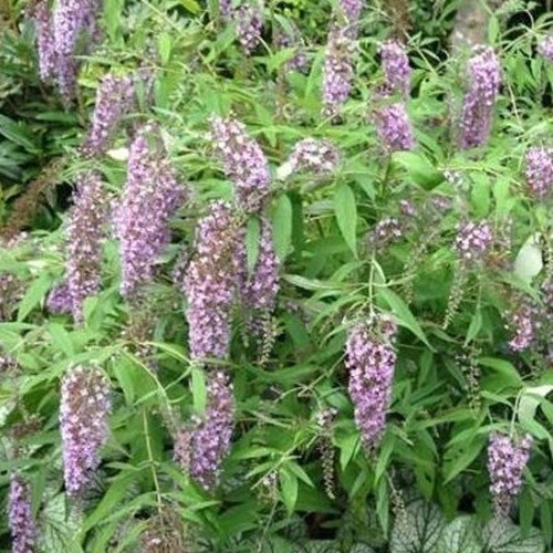 Buddleia wisteria lane - buddleia, 9cm
