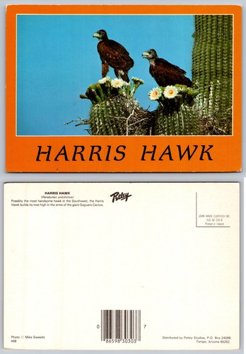 Continental harris hawk cactus - continental,
